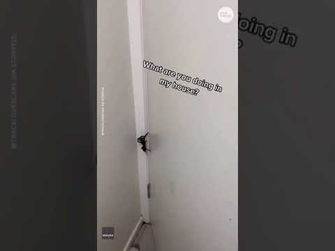 This woman tried to keep her cool when she found a huge, furry spider in her house