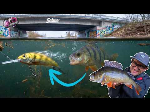Perch on Hard Baits UNLOCKED