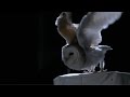 The silent flight of an owl - Natural World: Super Powered Owls Preview - BBC Two