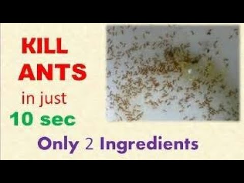 Kill ANTS in just 10 sec / Get rid of Ants without Poison/ only 2 ingredients