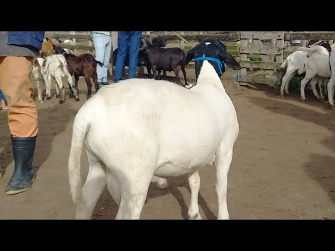 Feira de Ovelhas, Porcos, Rações Capoeiras Pe.30/04/26