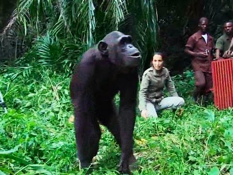 Jane Goodall - Racing Extinction - Ginący świat - Discovery Channel