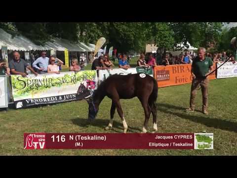Sprinter Sacré Show 2018 : Lot 116 - N (Teskaline)