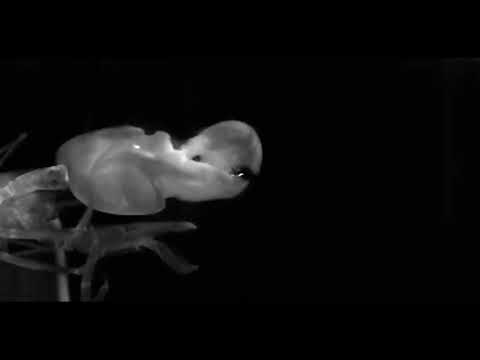 Weapon performance and contest assessment strategies of the cavitating snaps in snapping shrimp