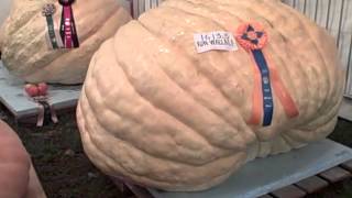preview picture of video 'Big Pumpkins At The Durham CT Fair 2012'