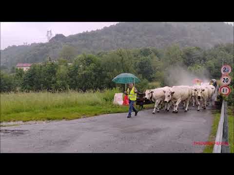 TRANSUMANZA NELLA PIOGGIA A ROBILANTE (CN) MERC. 7 - 6 - 2023.