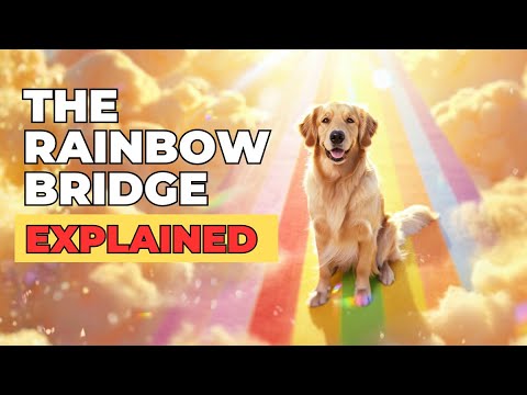 The Rainbow Bridge Explained 🌈 — What Every Dog Lover NEEDS to Hear (You’re Not Alone)
