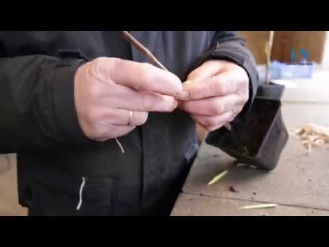 Apfelbaum vermehren: So geht's (VEREDELUNG)