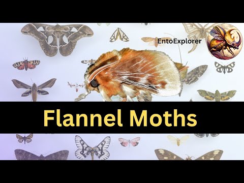 Introduction to Insect Taxonomy and Insect Identification  - Lepidoptera -  Family Megalopygidae