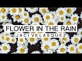 Flower in the Rain - Jaci Velasquez(Lyrics)