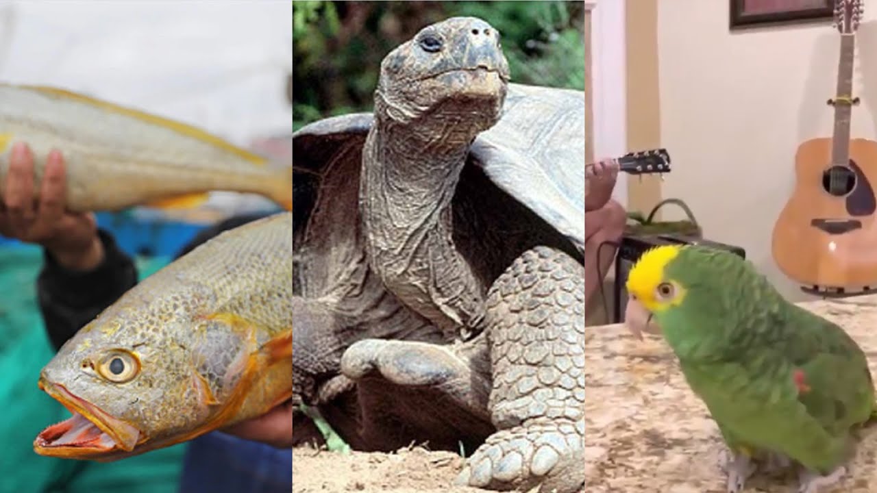 Pakistani fisher man caught 33 lakh worth of rare fish, Video of parrot singing, 100 year old turtle