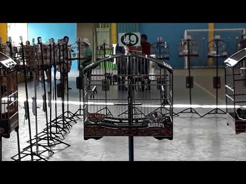 COLEIRO MAGNATA NO TORNEIO EM CAMPINA GRANDE PB  09/02/2020