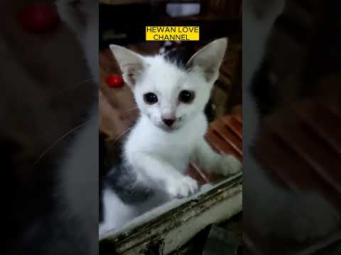 CUTE CATS, CAT, the cutest kitten who loves peeking the most 🥰😂😂 | MeowMeow #cat #short #animal #pet