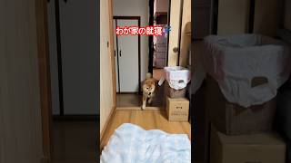 #柴犬 #柴犬のいる暮らし #cute #癒し #かわいい犬 #shibainu #dog #dogshorts #しばいぬ #心亜 #おしゃれ