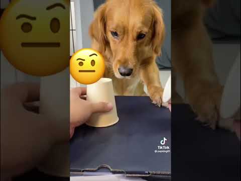 Your daily dose of funny cute dogs #relaxmydog #funny #dogs #funnydogs #compilation