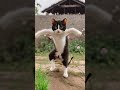 Remix Murga Dance Kukoo Kukoo DJ Remix Song Viralvideo