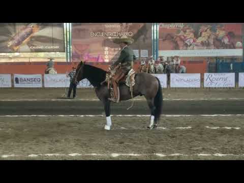 CG SOÑADOR Y CUCO RAYA EN SU DEBUT