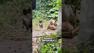 Download lagu Setelah diberikan makan setiap hari, kucing ini datang membawa anaknya menemui orang baik ini🥺❤️ mp3 Download lagu Setelah diberikan makan setiap hari, kucing ini datang membawa anaknya menemui orang baik ini🥺❤️ mp3