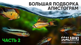 Апистограммы - Самые красивые аквариумные рыбки. Часть 2. Содержание. Виды. Биотопы