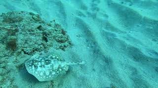 Florida Shallow Scuba