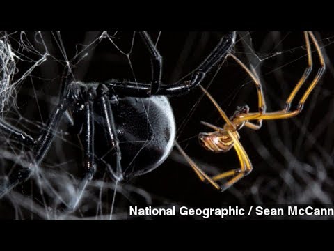 なぜオスのブラックウィドウスパイダーは生存のためにツワークするのか (Why Male Black Widow Spiders Twerk For Survival)