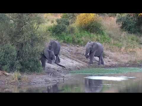 Djuma: Elephant herd with small ones - 17:12 - 04/14/21