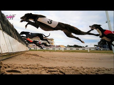 Greyhounds - Hurdle Racing
