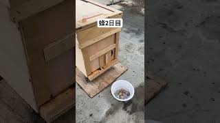 蜂2日目 働き始める #いちご #農協 #蜂