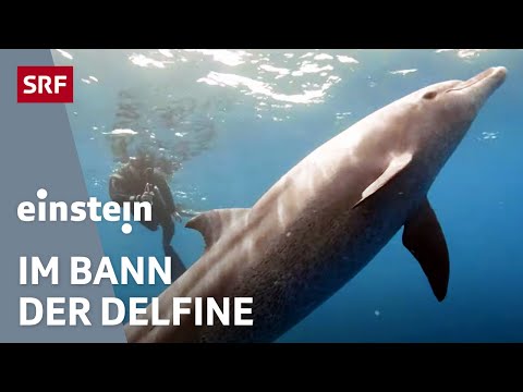 Delfine: Anmutig, intelligent und gefährdet | Einstein | SRF Wissen