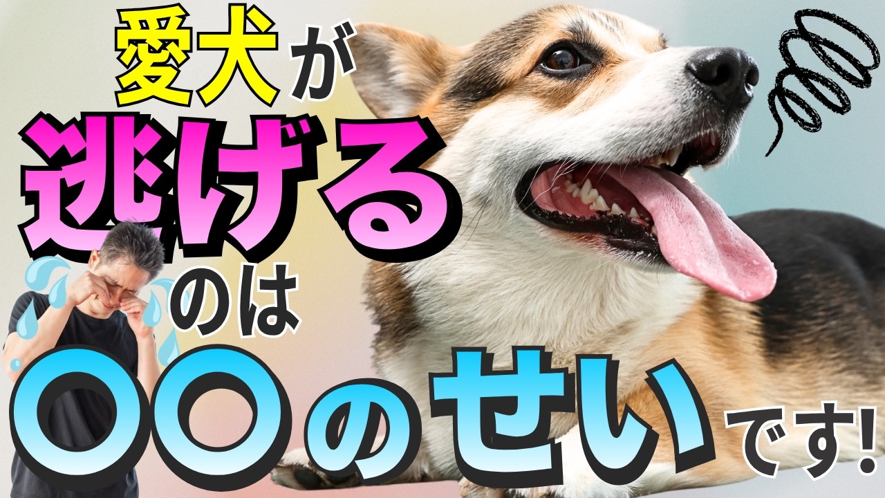 呼んでも来ない？飼い主と愛犬のコミュニケーション改革（犬に遊ばれてるケースを除く笑）