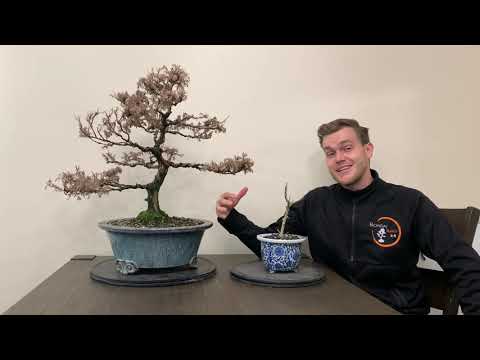 Is your bonsai dead? - The Bonsai Supply