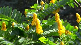 Cassia alata - Senna alata - Candle Bush - Candelabra Bush - Empress Candle Plant - Ringworm Tree