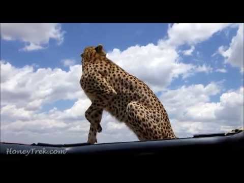 Cheetah jumps on our roofless safari vehicle