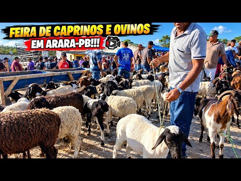 FEIRA DE CAPRINOS É OVINOS NA CIDADE DE ARARA-PB!!! 📹