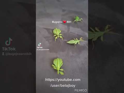 laže baja kuda ce - ode tebi u gace 😆