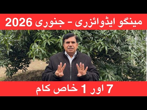 Mango Advisory January- 26 Managing Flowering and Winter Care