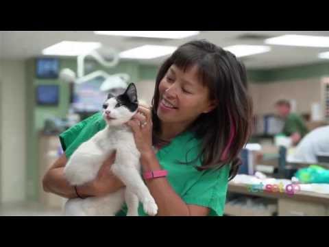 What does an emergency critical care veterinary specialist do? | VetSetGo