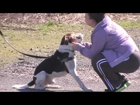 HUNTER, an adopted Foxhound in Linden, NJ_image-1