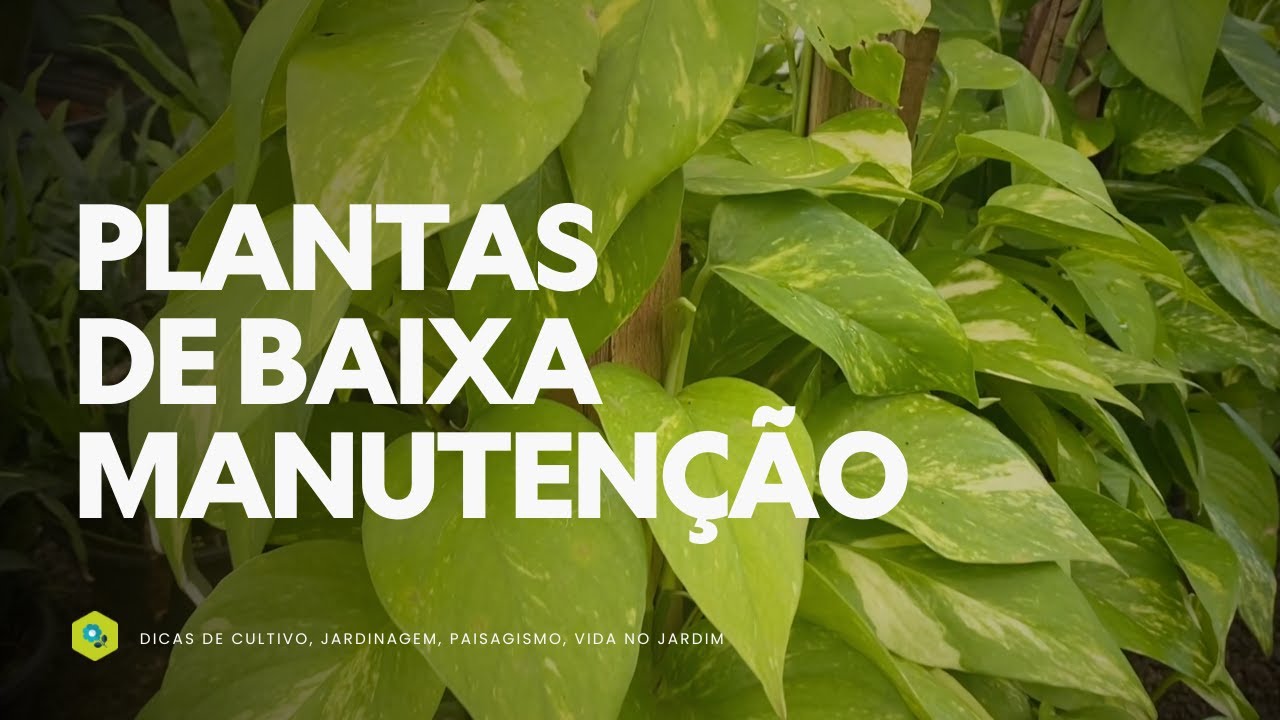 PLANTAS de BAIXA MANUTENÇÃO: O VERDE IDEAL para QUEM NÃO TEM TEMPO