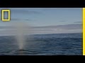 Blue Whale National Geographic