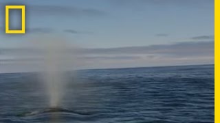 Blue Whale - Vocal Communication