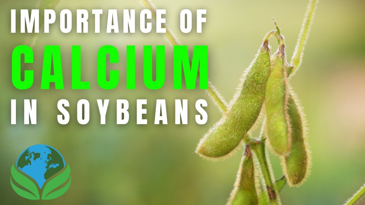 How to increase your soybean yield | The importance of calcium in soybean production