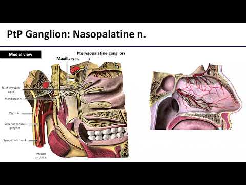 Maxillary Nerve