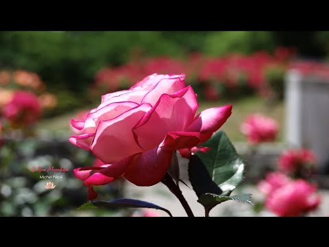 🌹 LA ROSE MAGNIFIQUE - Michel Pépé 🌹