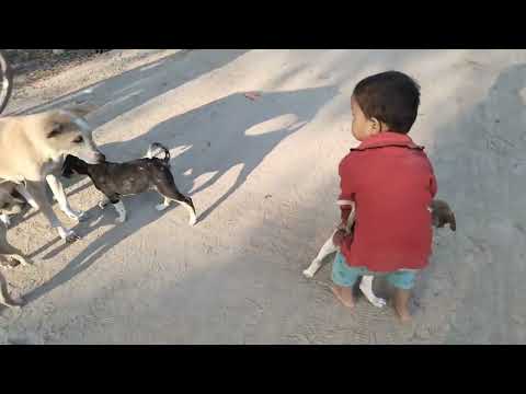 Cute Dog and Sona/Puppy  and Sona