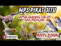 SUARA PIKAT BURCIL PALING AMPUH Ciblek Ribut VS Prenjak Ribut