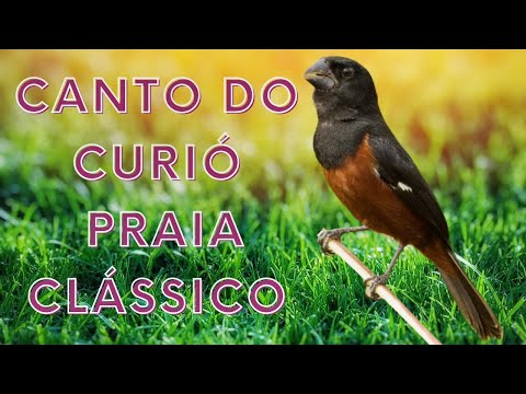 canto do curió praia clássico