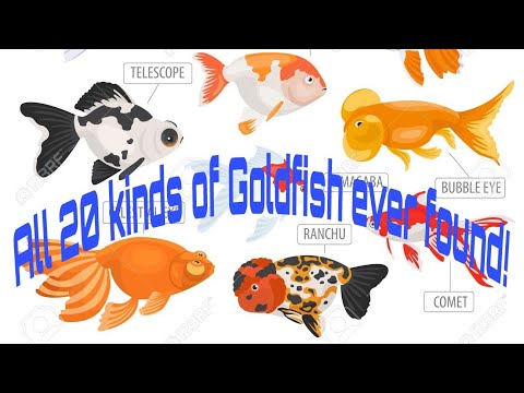 All kinds of Goldfish ever found! || All 20 varieties of Goldfish normally found in shops.