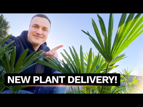 Top 3 Palms for UK Gardens - Hardy, Easy & Fast-Growing Evergreen Plants