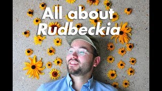 An In-depth Guide to Rudbeckia (Black-Eyed Susan)